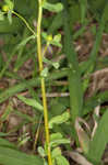 Warty spurge